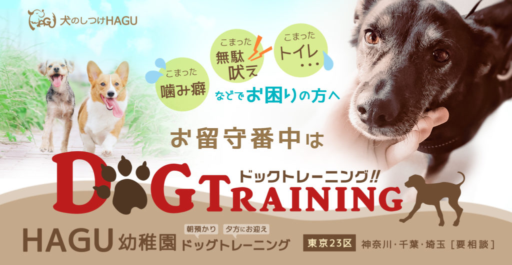 東京の世田谷区と文京区の犬のしつけ教室「犬のしつけハグ」のバナー