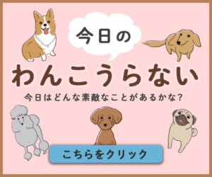 今日のわんこ占い 飼い主さんに訪れる素敵な出来事を占います！