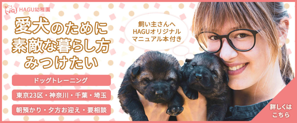 東京の世田谷区と文京区の犬のしつけ教室「犬のしつけハグ」犬の幼稚園募集のバナー